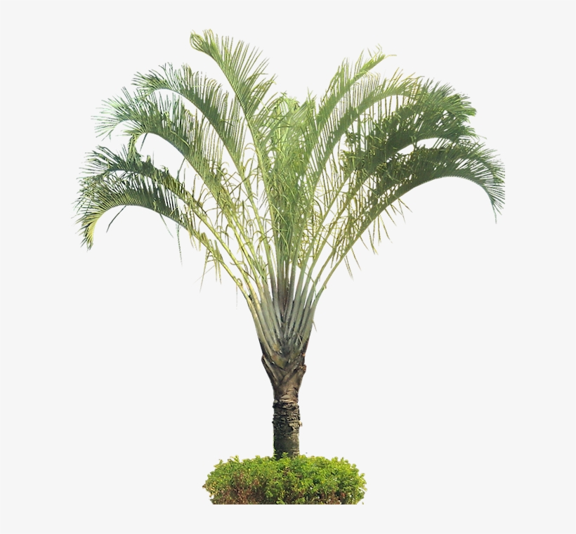 Tropical Plant Pictures - Dypsis Decaryi Png, transparent png