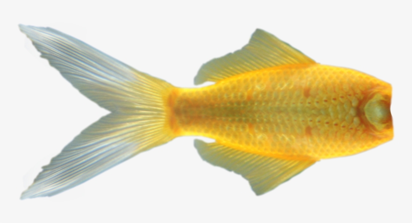 Mermaid Tail Png - Cola De Pez Png, transparent png