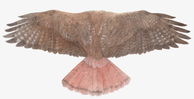 Red-tailed Hawk Wings - Bird Of Prey, transparent png