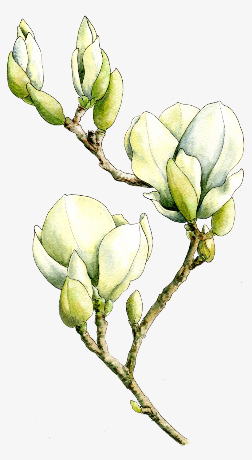 Magnolia Watercolor By Helen Krayenhoff - Bud, transparent png