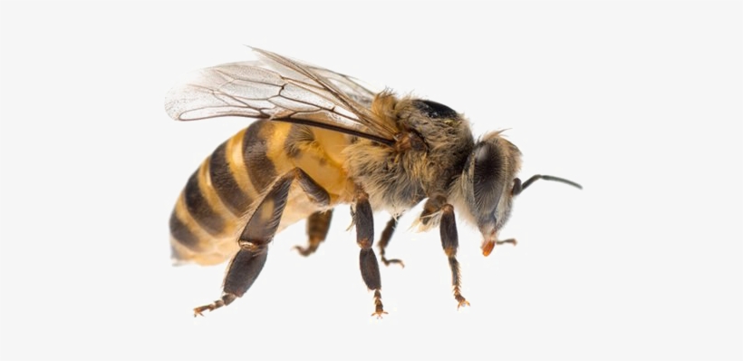 Bee Png Image Background - Bee Stock, transparent png