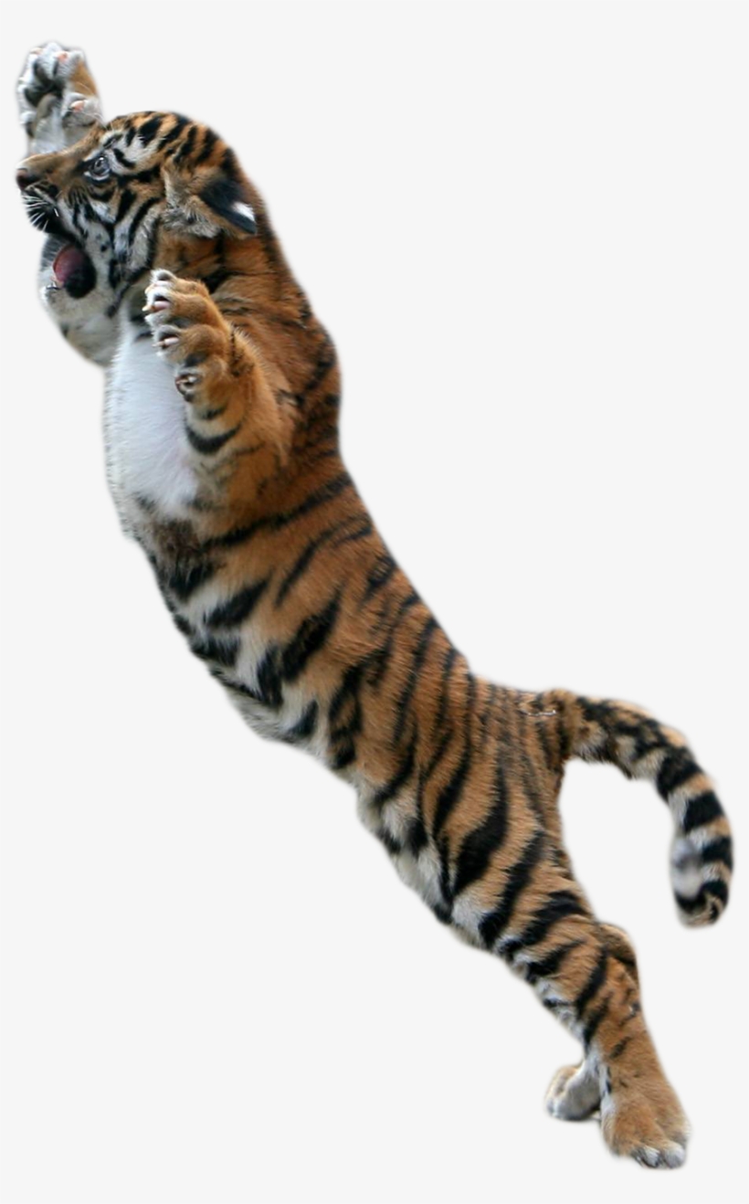 Baby Tiger Png Picture Free Download - Png Tiger For Picsart, transparent png