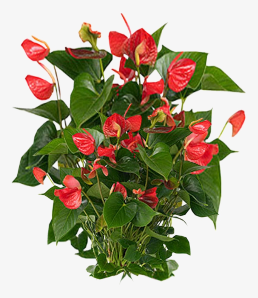 Plants Png Photos - Anthurium Care, transparent png