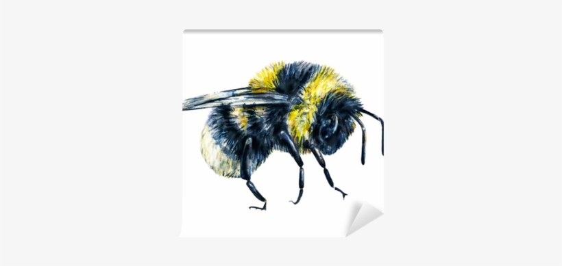 Bumblebee Isolated On A White Background - Bumblebee Drawing, transparent png