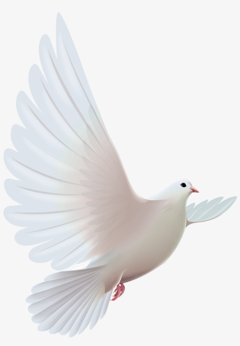 Фото, Автор Soloveika На Яндекс - Pomba Do Espirito Santo Png, transparent png