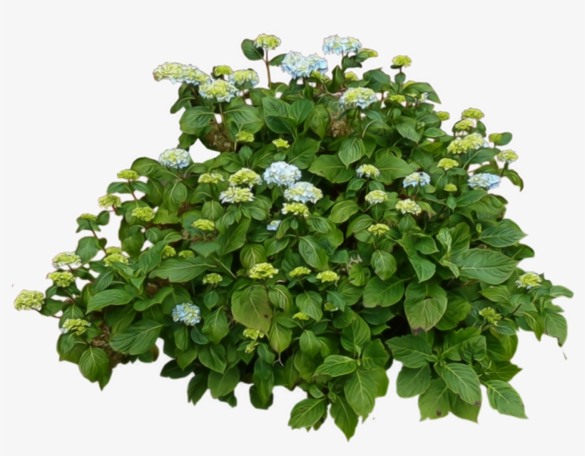 Bushes Free Download Png - Transparent Bush, transparent png