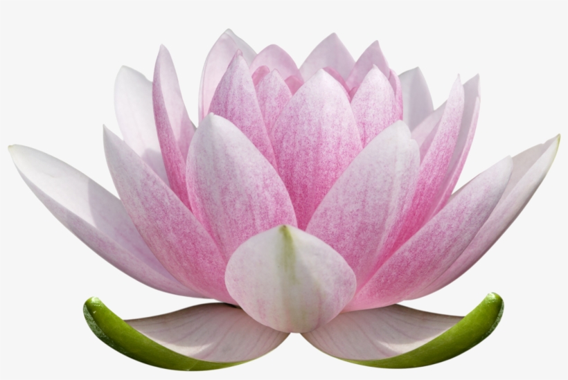 Lotus Flower Png Free - Christopher Lloyd Clarke / Seven Sacred Centers, transparent png