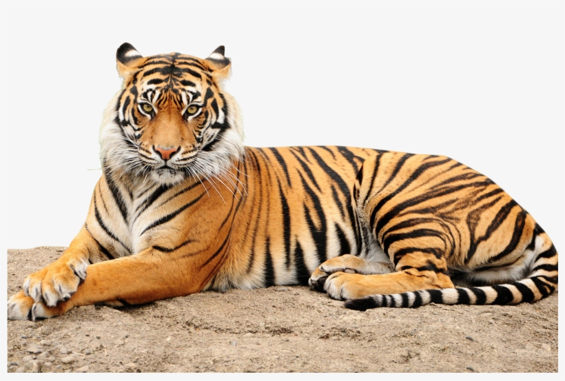 Roaring Tiger Png - Point Defiance Zoo & Aquarium, transparent png