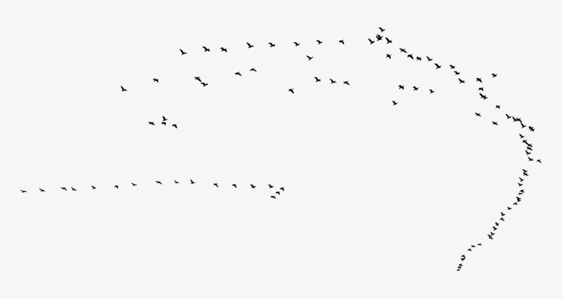 Flock Of Birds Png Clip Black And White Library - Flock, transparent png