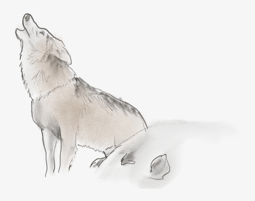 Org/wp Transprent - Wolf, transparent png