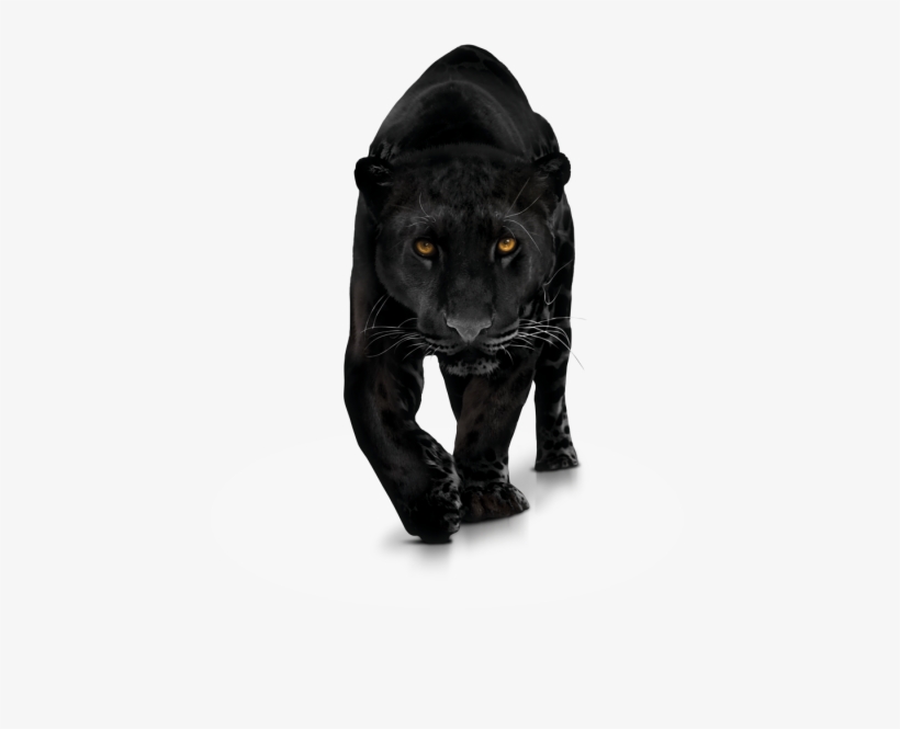 Panther Transparent Png Photo - Panther Png, transparent png