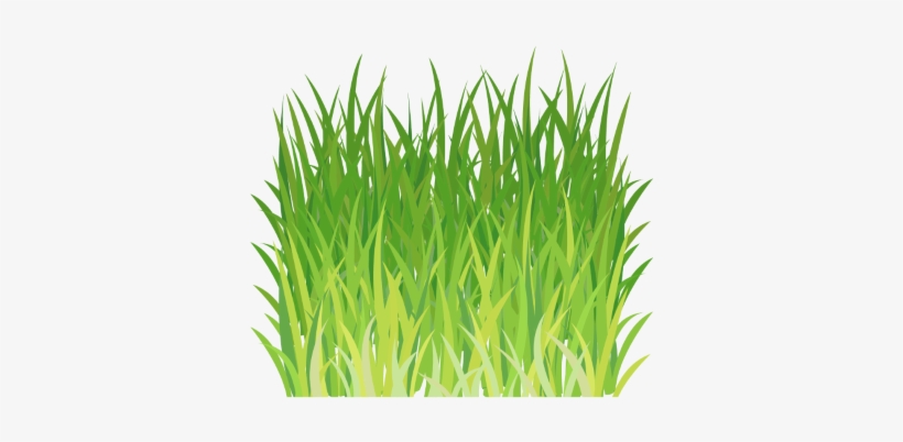 Wheatgrass Juice Powder Amazing - Sweet Grass, transparent png