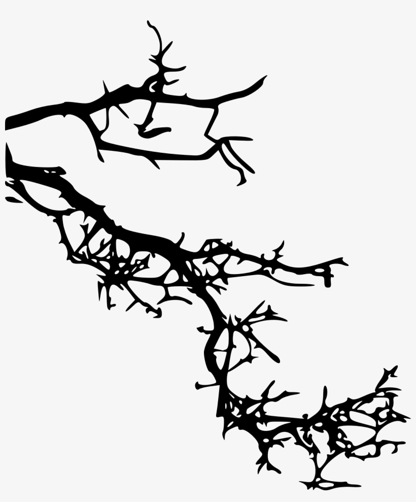 Free Download - Branch, transparent png