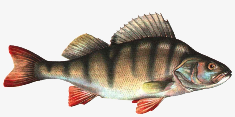 Free Png Fish Png Png Images Transparent - Fish Images Hd Png, transparent png