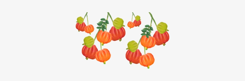 Watercolor Cherry With Leaf Hanging, Watercolor Cherry, - Watercolor Painting, transparent png