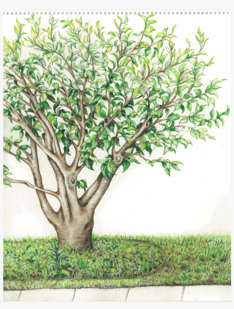 Summer Tree Watercolor Pencil Sketch - Plane, transparent png