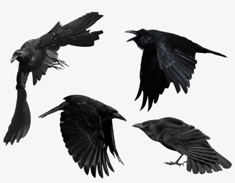 Crow Png Picture - Raven, transparent png