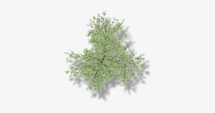 18 206k Larch 06 Feb 2009 - Pond Pine, transparent png