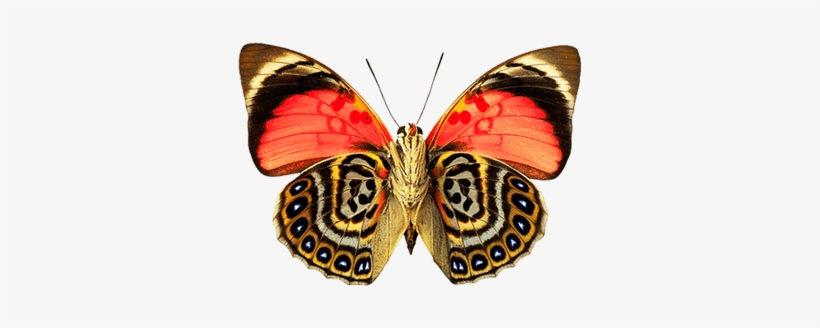 Butterfly Dots - Photograph Photograph Photograph Tile Coaster, transparent png