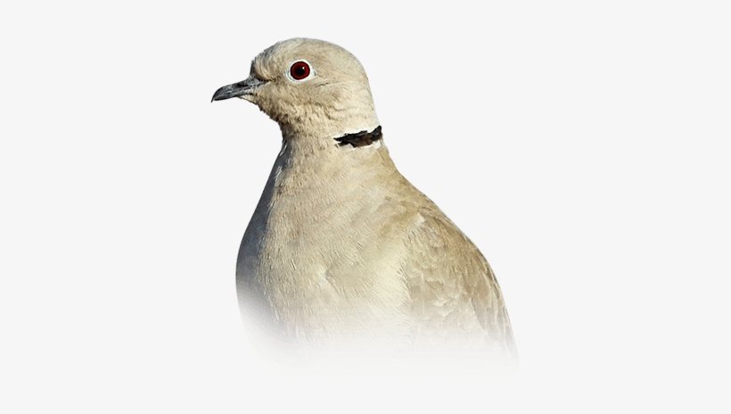 Dove - American Mourning Dove, transparent png