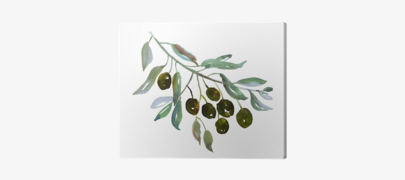 Olive Tree Branch On White Background Illustration - Olive Branch Watercolor Png, transparent png