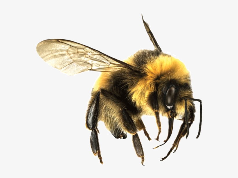 Bee Png - Bumble Bee Transparent - 628x557 PNG Download - PNGkit