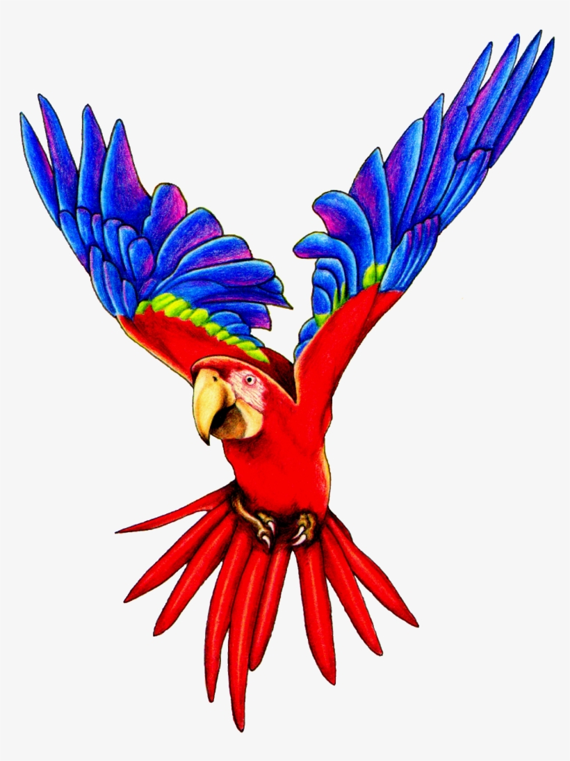 Flying Parrot Png Pic1 - Flying Parrot Png, transparent png