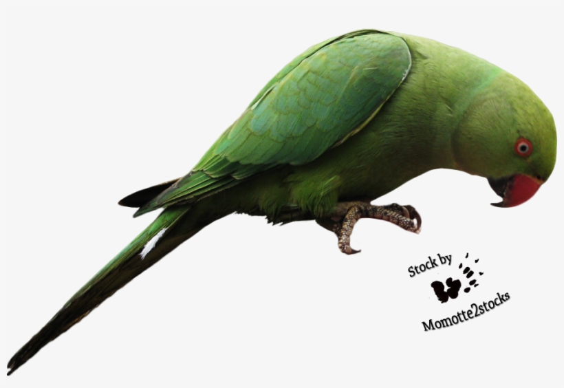 Parrot Transparent - Parrot Bird Png, transparent png