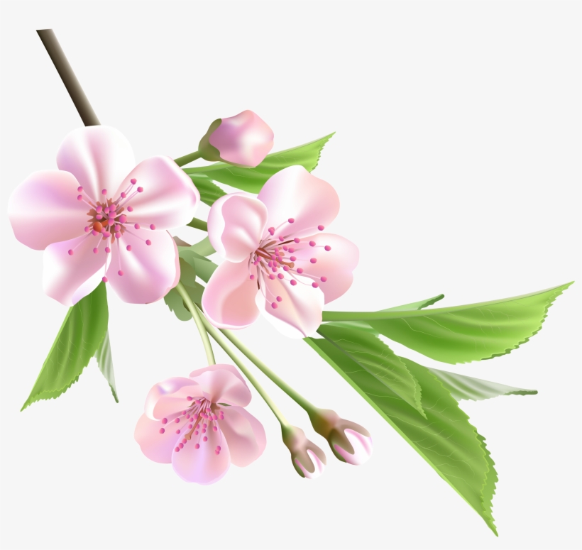 Almond Blossom Watercolor - Spring Flower Png, transparent png
