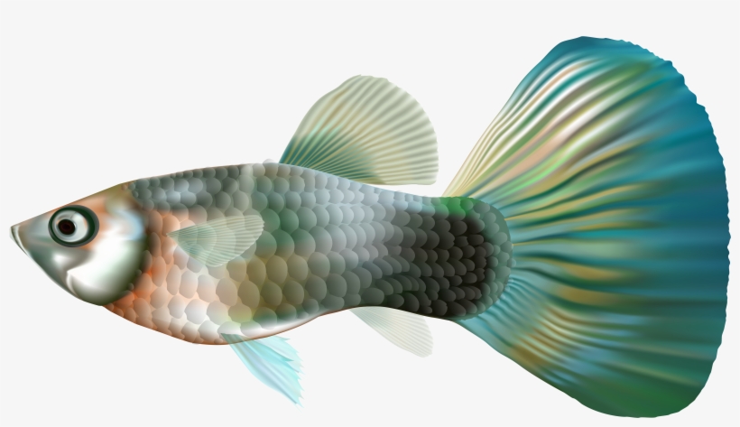 Fish Png, transparent png