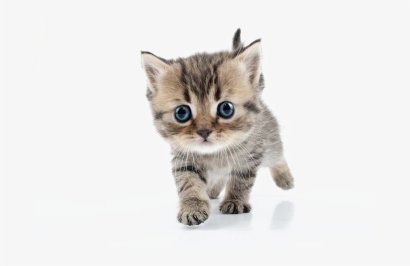 Kitten Png Transparent Png Transparent Stock - Kitten Png Transparent, transparent png