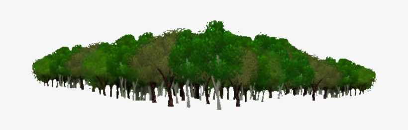 Temperate Forest Trees Background - Eastern Hemlock, transparent png