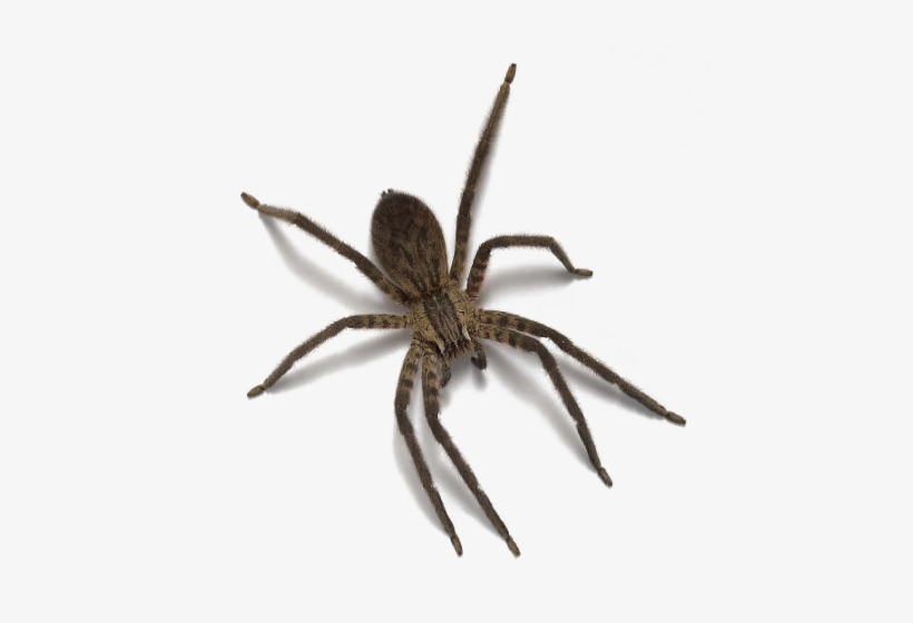 Spider With No Background, transparent png