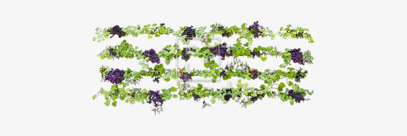 Parent Category - African Daisy, transparent png