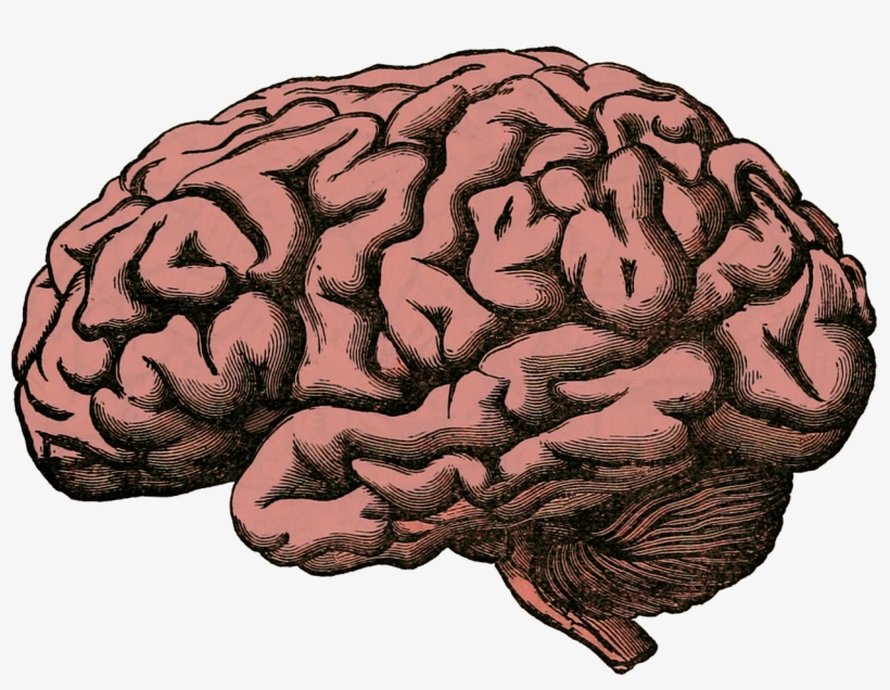 Brain, Anatomy, Human, Science, Health, Medical, Organ - Health Is Your Wealth: October 2015 Issue [book], transparent png