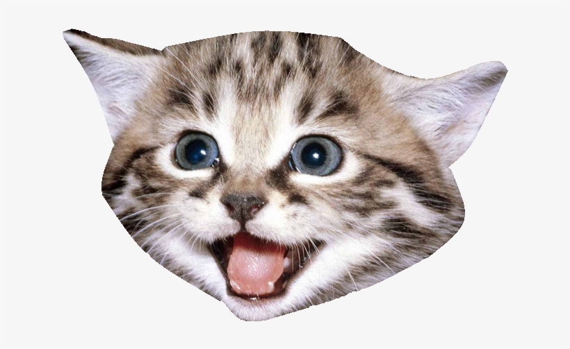A Magical Kitten - Fuck You Cat Meme, transparent png