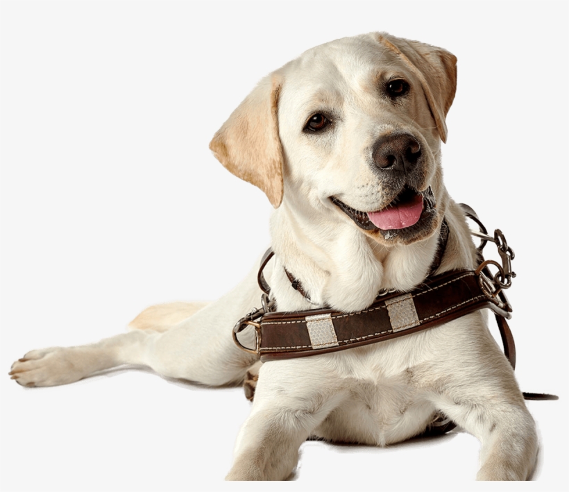 Guide Dog Png, transparent png