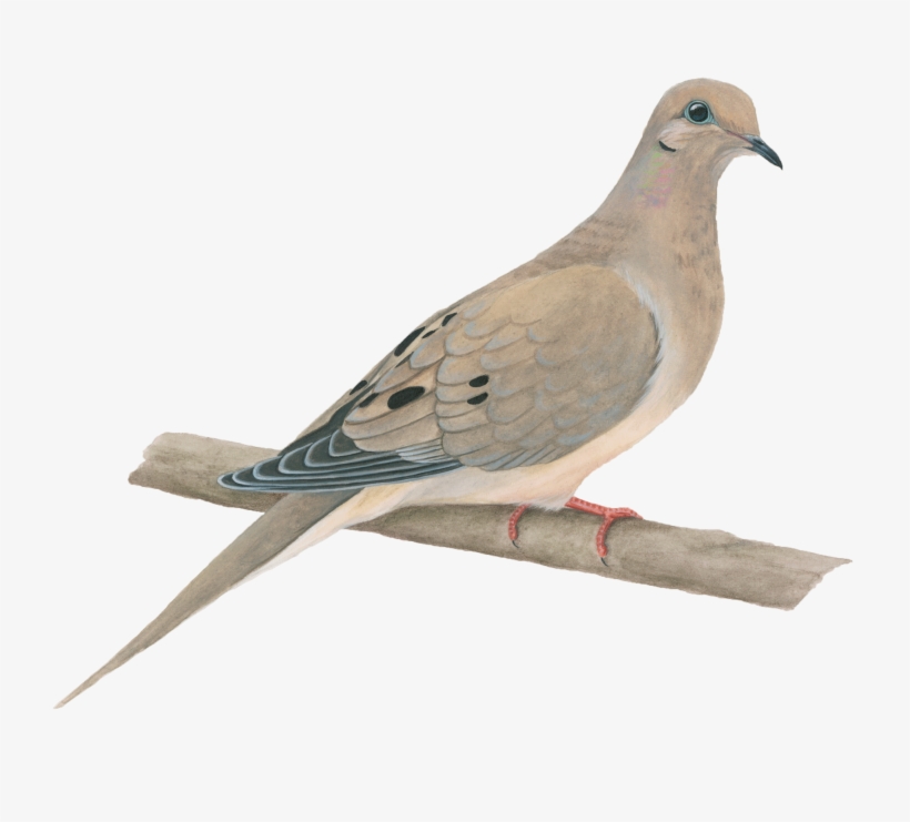 Mourning Dove, transparent png
