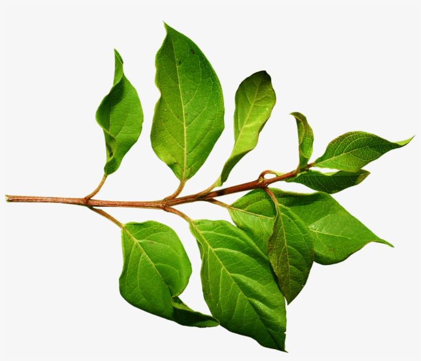 Branch Green Leaf - Leaves On A Branch, transparent png