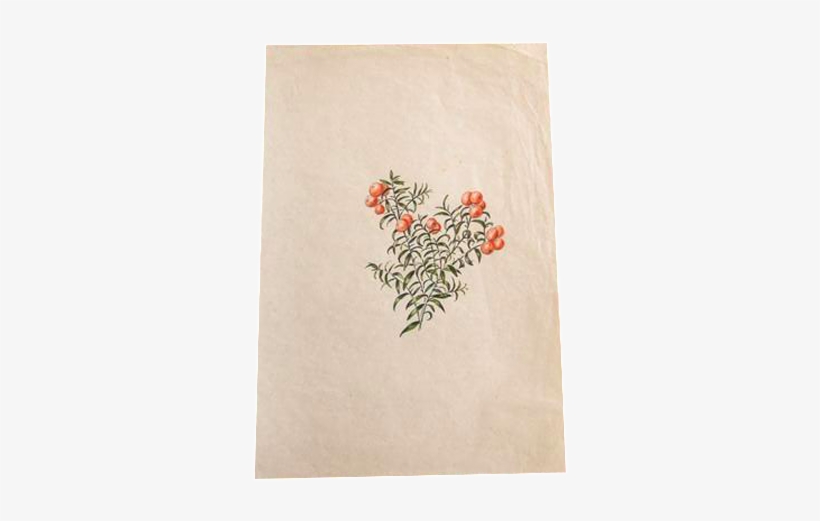Transparent Download Berries Drawing Yew - Watercolor Painting, transparent png