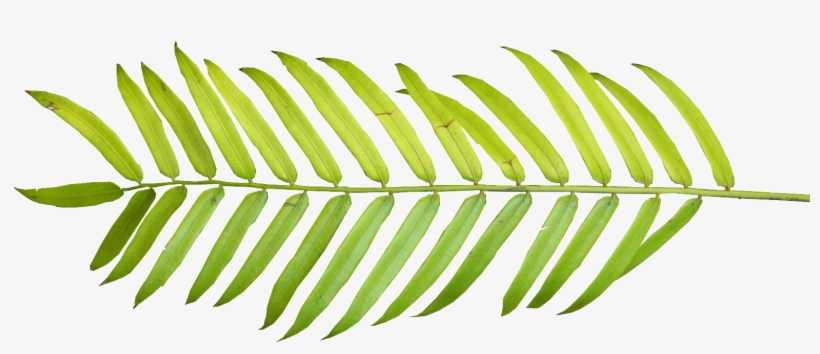 Tropical Vector Frawn - Palm Leaf Watercolor Png, transparent png