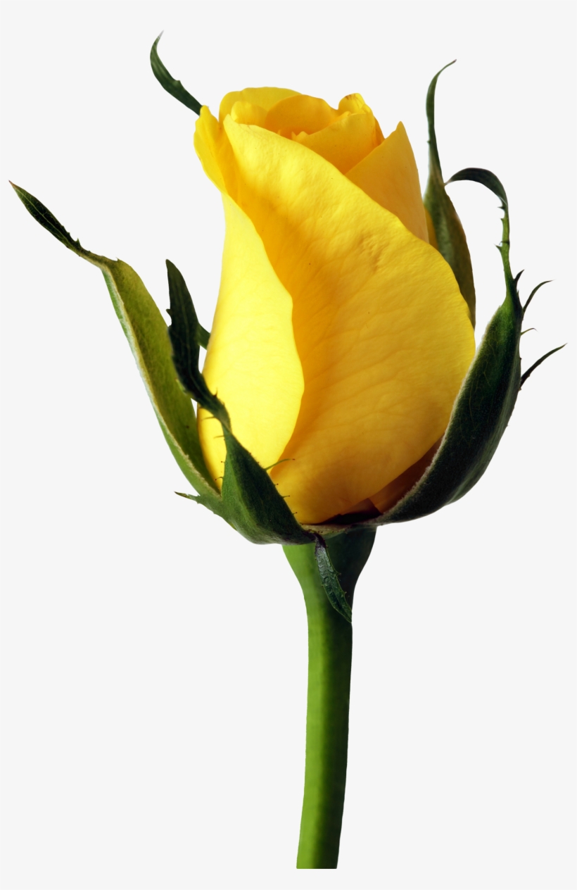 Rose Png Transparent Image - Yellow Rose Png, transparent png