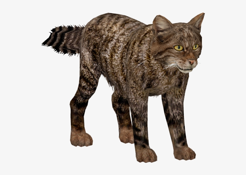 Scottish Wild Cat - Wild Cat Png, transparent png