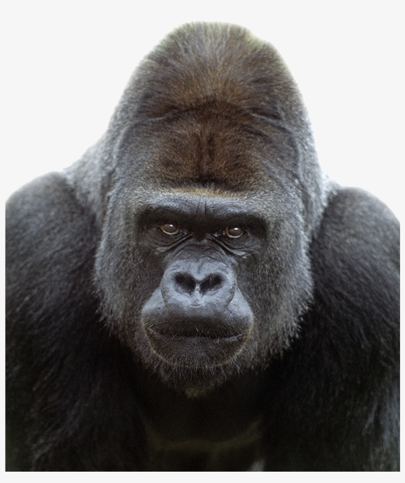 Gorilla Png Transparent Image - Gorilla Frontal, transparent png