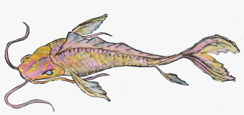 Golden Koi - Catfish, transparent png