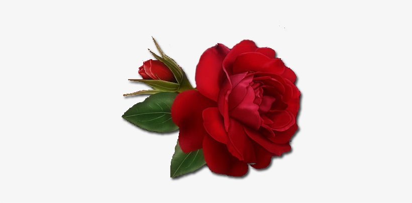 Single Red Rose Png Clipart - Single Red Rose Png, transparent png
