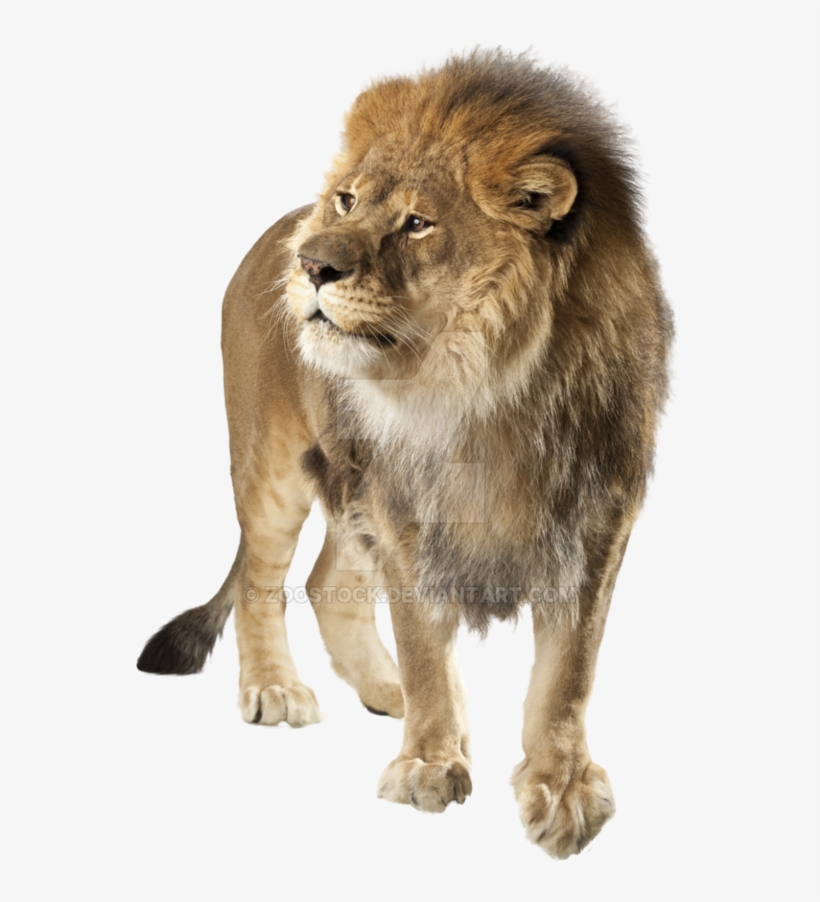 Lion Png - Transparent Background Lion Png, transparent png