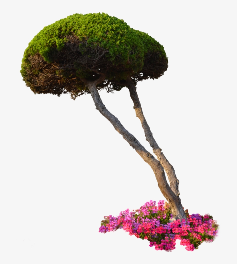 10 Free Plants & Flowers Png Images- At Dzzyn - Plants Png, transparent png