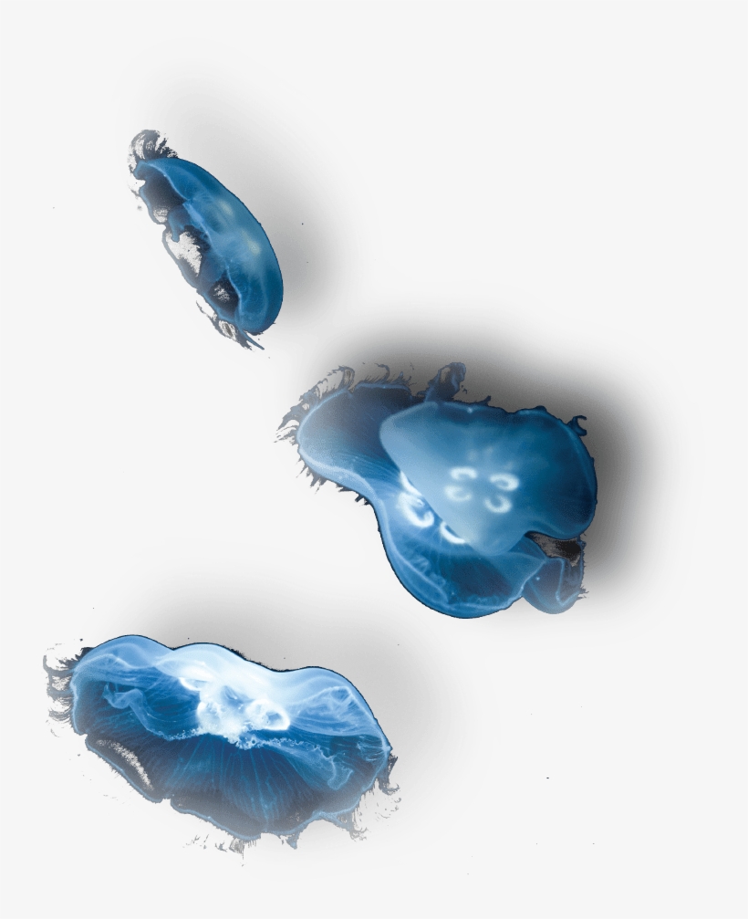 Support Our Mission - Crystal, transparent png