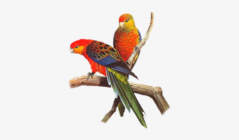Red Blue Parrot - Parrots Images Png, transparent png